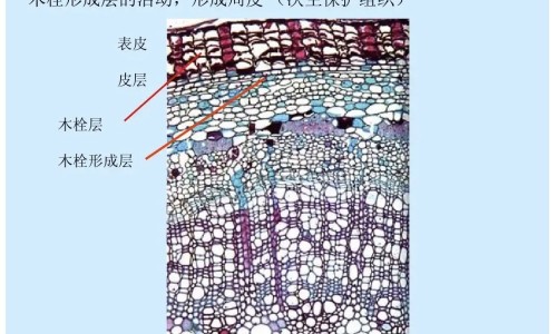 权威吉诺通的作用与用途平台,分享专业吉诺通怎么吃不伤肠胃知识_吉诺通 效果特好网